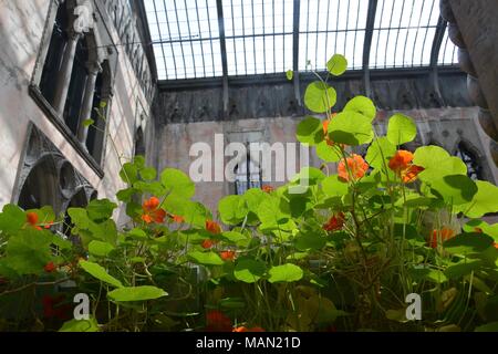 Die hängenden Nasturtiums in das Atrium des Isabella Stewart Gardner Museum im Fenway Viertel von Boston, Massachusetts, USA. Stockfoto