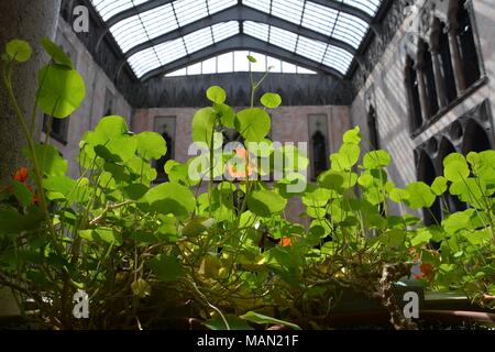 Die hängenden Nasturtiums in das Atrium des Isabella Stewart Gardner Museum im Fenway Viertel von Boston, Massachusetts, USA. Stockfoto