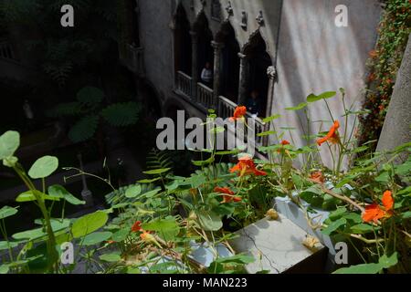 Die hängenden Nasturtiums in das Atrium des Isabella Stewart Gardner Museum im Fenway Viertel von Boston, Massachusetts, USA. Stockfoto