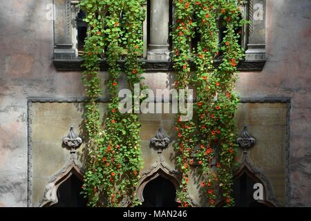 Die hängenden Nasturtiums in das Atrium des Isabella Stewart Gardner Museum im Fenway Viertel von Boston, Massachusetts, USA. Stockfoto