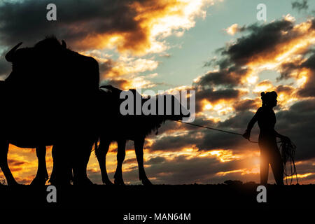 Landwirte mit büffelherden in einem Feld bei Sonnenuntergang. Stockfoto