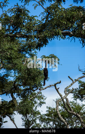 Gemeinsame Schimpanse hängen in einem Baum an Chimfunshi, Chingola, Sambia. Stockfoto