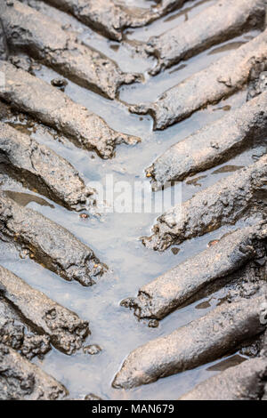 Reifenspuren Muster aufdrucke auf nassen schlammigen Boden closeup Stockfoto