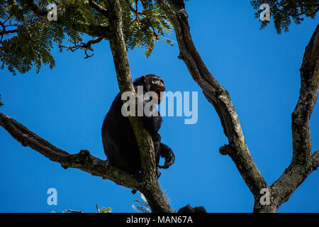 Gemeinsame Schimpansen in einem Baum an Chimfunshi, Chingola, Sambia. Stockfoto