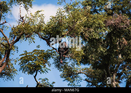 Gemeinsame Schimpansen in einem Baum an Chimfunshi, Chingola, Sambia. Stockfoto