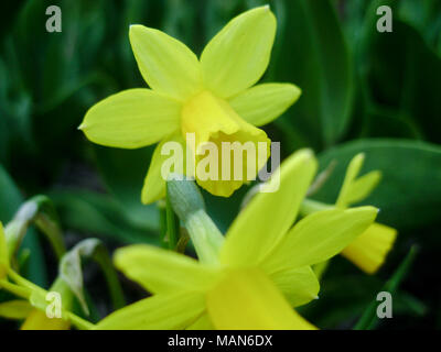 Narzissen im Frühjahr. Blühenden Narzissen, Narzissen, im Garten. Wiese mit gelben Narzissen bestrahlt Abendsonne gefüllt. Frühling Birnen. Stockfoto