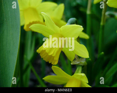 Narzissen im Frühjahr. Blühenden Narzissen, Narzissen, im Garten. Wiese mit gelben Narzissen bestrahlt Abendsonne gefüllt. Frühling Birnen. Stockfoto