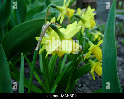 Narzissen im Frühjahr. Blühenden Narzissen, Narzissen, im Garten. Wiese mit gelben Narzissen bestrahlt Abendsonne gefüllt. Frühling Birnen. Stockfoto