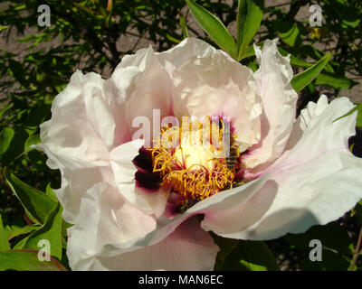 Baumpäonie in Blume Nahaufnahme. Rosa pfingstrose Blumen wachsen im Garten, floral background. Biene im Frühjahr blühen. Stockfoto