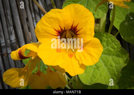 Bunte Nasturtiums wachsen gegen einen sonnigen Wand in einem Englischen Garten Stockfoto