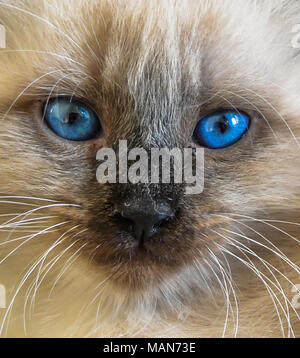 Das Porträt der Sibirischen Katze mit blauen Augen. Nahaufnahme Stockfoto