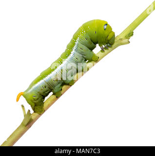 Oleander Hawk Moth Caterpillar (Daphnis nerii, Schwärmer), steigen Sie an der Pflanze, auf weißem Hintergrund. Stockfoto