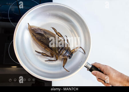 Herstellung von essbaren Insekten auf einem Kochfeld. Großer frittierter Riesenwasserkäfer - Lethocerus indicus in einer Pfanne. Stockfoto