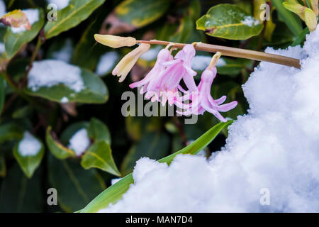 Hyazinthen im Frühjahr durch Schnee umgeben. Starke bestimmt Blumen drücken zwar eine Schicht aus Eis und Schnee, die das Blumenbeet Abdeckungen Stockfoto