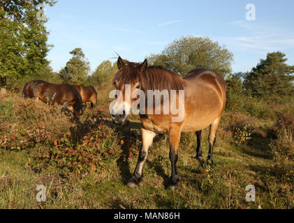 Nahaufnahme eines wilden Dartmoor Pony in Heide mit warmen Sonnenlicht Stockfoto