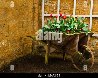 Tulpen in einer Schubkarre Stockfoto