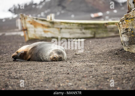 Eine schlafende Fell Dichtung zwischen verlassene Walfang Boote auf Deception Island Antarktis Stockfoto