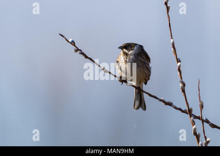 Rohrammer Vertretung an Potteric Carr Nature Reserve, Yorkshire Stockfoto