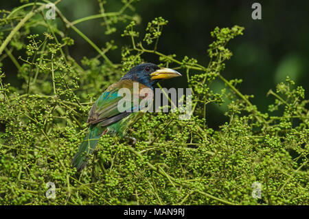 Große Barbet (Megalaima virens) Vogel Essen der Frucht am Baum Stockfoto