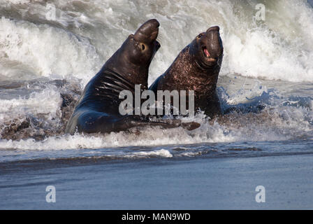 Nördliche Elefantenrobben-Männchen (Mirounga angustirostris) kämpfen in Brandung an der Küste des Pazifischen Ozeans Stockfoto