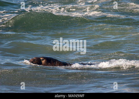 Nördliches Seehundmännchen (Mirounga angustirostris), das im Pazifischen Ozean schwimmt, patrouilliert und das Gebiet bewacht Stockfoto