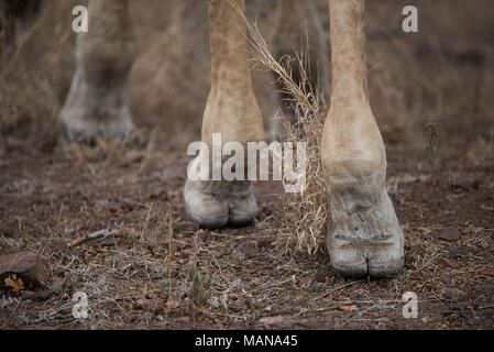 Nahaufnahme von der Rückseite des eine Giraffe Huf Stockfoto