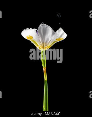 Wasser tropft von einer bunten Iris Blume. Schwarzer Hintergrund Stockfoto