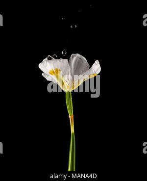 Wasser tropft von einer bunten Iris Blume. Schwarzer Hintergrund Stockfoto