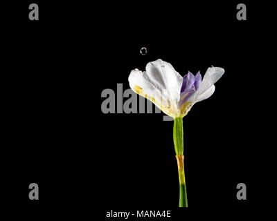 Wasser tropft von einer bunten Iris Blume. Schwarzer Hintergrund Stockfoto