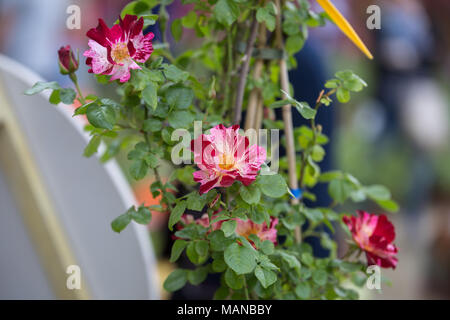 Wekroalt Rose, 4. Juli, rot gestreiften Blüten - Stockfoto