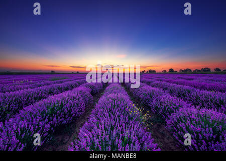 Lavendel Blume blühende Felder in endlosen Reihen. Stockfoto