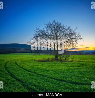 Einsamer Baum auf einem grünen Feld in den Sonnenuntergang im Winter. Stockfoto