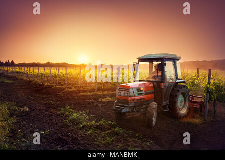 Reben auf dem Feld und einem roten Traktor bei Sonnenuntergang Stockfoto