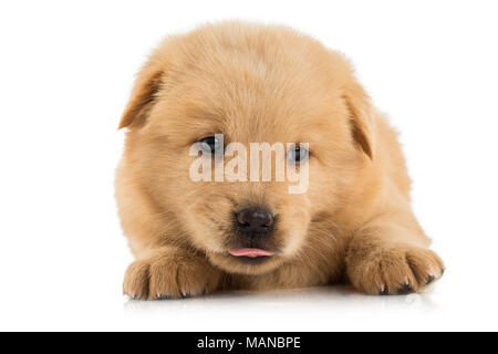 Flauschige Chow-chow Welpe, isoliert Stockfoto
