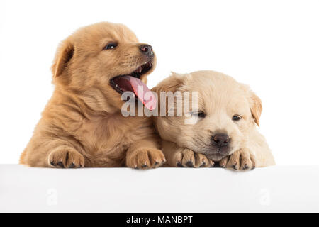 Flauschige Chow-chow Welpe, isoliert Stockfoto