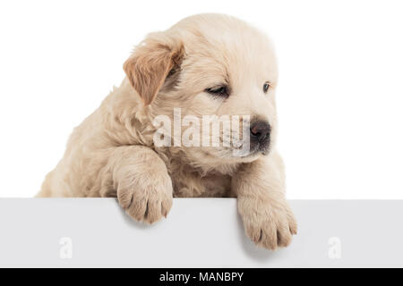 Flauschige Chow-chow Welpe, isoliert Stockfoto