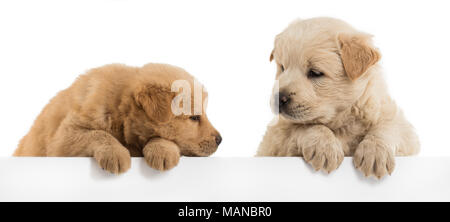 Flauschige Chow-chow Welpe, isoliert Stockfoto