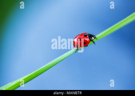 Marienkäfer auf Grün gradd und blauem Hintergrund. Makroaufnahme Stockfoto
