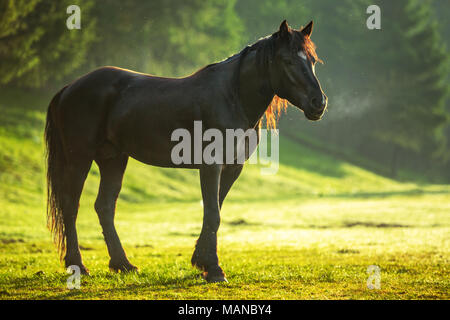 Mystic Sonnenaufgang über die verträumte Berg. Wild Horse Beweidung frisches Gras auf der Wiese. Bulgarien, Europa Stockfoto