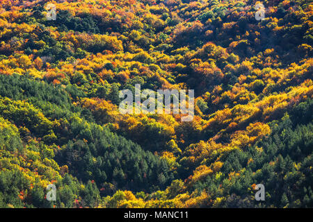 Bunte Wald Hintergrund, Herbst anzeigen Stockfoto