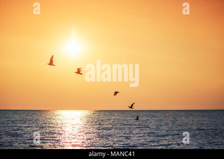 Möwen fliegen über dem Meer, sunrise geschossen Stockfoto