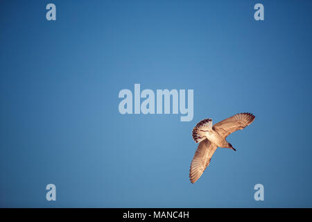 Fliegende Möwe in den blauen Himmel auf Sunrise Stockfoto