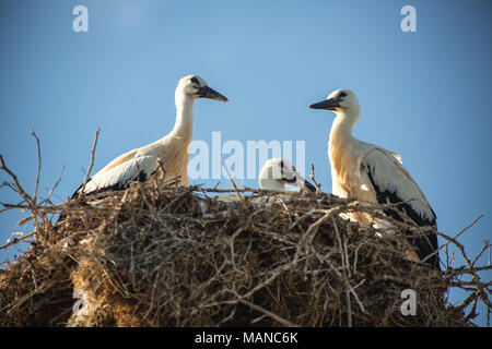 Familie mit deren junge Störche im Nest Stockfoto