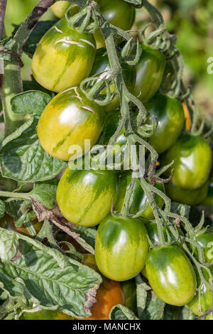 "Schwarze Pflaume' Tomate, Plommontomat, pastatomat (Solanum Lycopersicum var pruniforme) Stockfoto