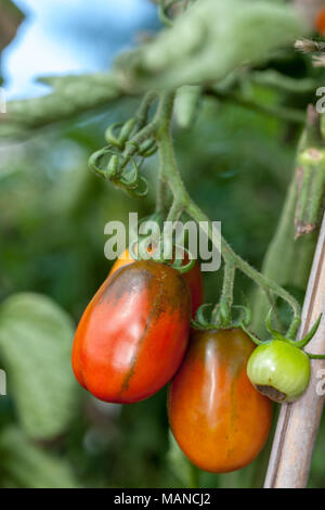"Schwarze Pflaume' Tomate, Plommontomat, pastatomat (Solanum Lycopersicum var pruniforme) Stockfoto