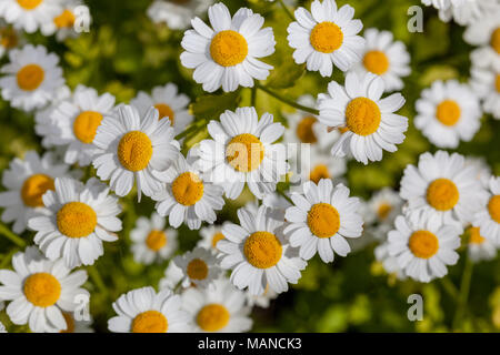 , Mattram Mutterkraut (Tanacetum parthenium) Stockfoto