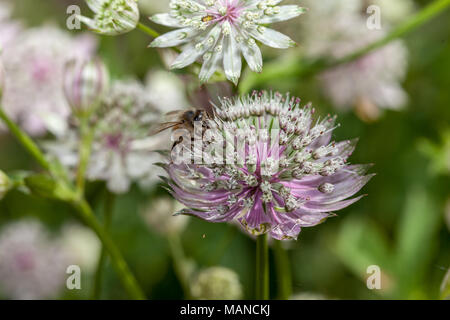 Große masterwort, Stjärnflocka (astilbe) Stockfoto