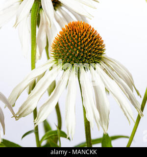 'Alba' Sonnenhut, solhatt Röd (Echinacea purpurea) Stockfoto