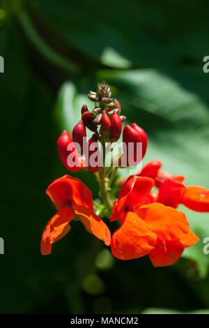 "Armstrong, Desirée "Scarlet runner bean, Rosenböna (Phaseolus coccineus) Stockfoto