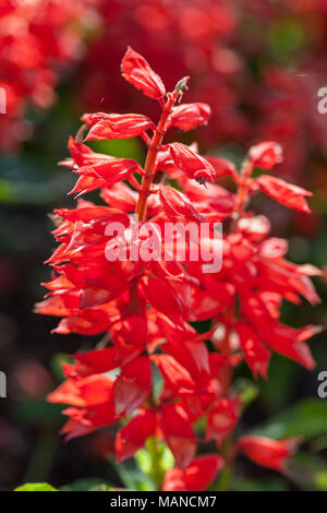 Scharlach, Praktsalvia Salbei (Salvia splendens) Stockfoto